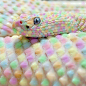 Funny Wildlife, Candy Snake #采集大赛#