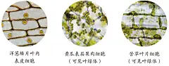 制作并观察植物细胞临时装片_初中生物学习