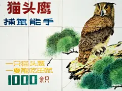 见惯了简单粗暴的围墙标语，看腻了华而不实的宣传海报，北京动物园中这组呼吁保护鸟类的宣传画，让人眼前一亮，会心一笑。手写的复古美术字体，清新自然的画风笔触，是否勾起了你对儿时自然课本插图的回忆？保护鸟类，别让子孙后代将来只能通过画认识它们。 #有爱青春态#