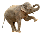 大象 大笨象 免抠合成素材PNG