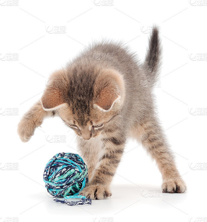 小猫在玩毛线团。