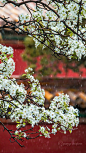 【2018京城春花，梨花飞雪】宫中，等一场梨花春雨，却等来了梨花飞雪!