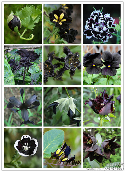【黑色的花】
就算是相对黑色的花，偶尔见...