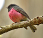 Pink Robin