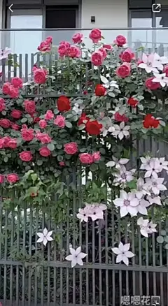 花草集 - 高清图片，堆糖，美图壁纸兴趣社区