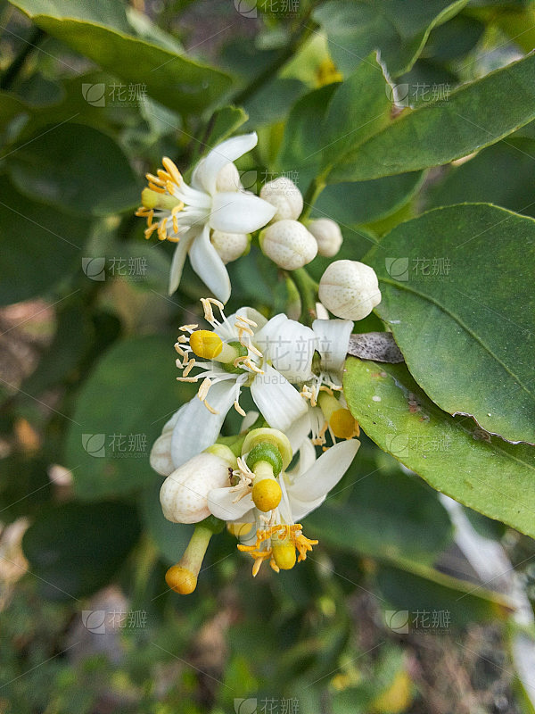 酸橙花