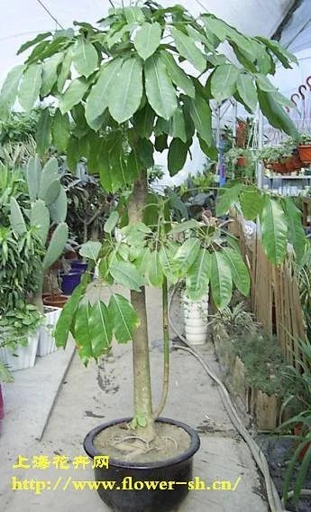 大叶伞-花瓣网