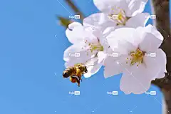 樱花盛开 樱花 春天的花朵 花 花壁纸 春天 蓝天 樱桃 大自然