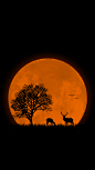 Deer iphone6 