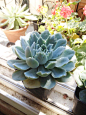 【阿森松（蓝丝绒）】
镜莲（皱叶月影）有七个原产地种。
Echeveria simulans,Ascension阿森松（蓝丝绒）
Echeveria simulans,Laguna Sanchez拉古娜桑切斯
Echeveria simulans,Rayones瑞文斯/拉约内斯
Echeveria simulans,Pajonal帕霍纳尔
Echeveria simulans,Siberia西伯利亚
Echeveria simulans,Galena加利娜
Echeveria simulans,Pinal