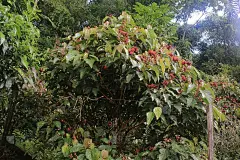 一种小灌木或树的果实被称为achiote，由于果实上的红色穗状花序或毛发，从外面看是鲜红色的