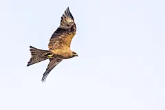野生动物雄鹰特写图片