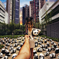 To the 1600 pandas exhibition in Hong Kong 去香港的1600只熊猫港岛游展
Murad Osmann，俄罗斯摄影师，出生于1985年，他在Instagram上的这组有趣的作品名为《Follow me》，所有的图片都是一位神秘的女子拉着你的手，带你前往不同的美丽地方。 
这组图片其实是Osmann和他女友在周游世界时所拍摄。