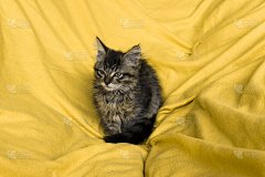 美丽的深色毛绒绒的小猫，黄色背景上的特写，概念贺卡背景壁纸的手机横幅，广告