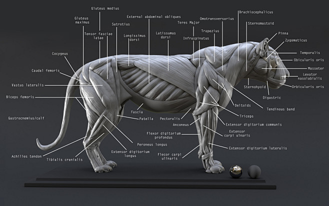 Lion Study n°1 : Mus...