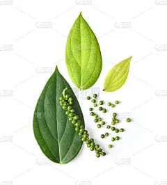 新鲜的绿色花椒，叶子孤立在白色背景上。俯视图