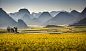 Photograph Yellow rapeseed flower field in Luoping, China by Thitisak Watthano on 500px