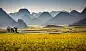 Photograph Yellow rapeseed flower field in Luoping, China by Thitisak Watthano on 500px