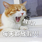 著名网黄猫日的微博_微博