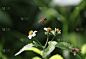 花粉,蜜蜂,白色,努力,在上面,绿色背景,平衡折角灯,橙色,花,盘旋