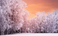 雪中的大树高清桌面壁纸