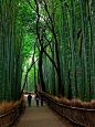 日本岚山，竹林。