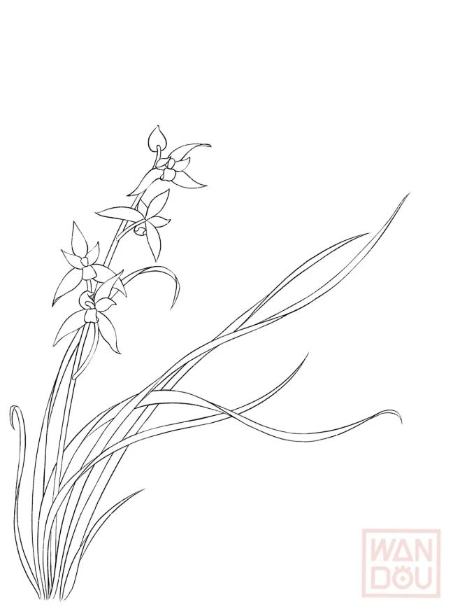 速写｜花卉21 - 小红书