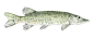 Magyarország halfaunája - Fish Fauna of Hungary : BA DEGREE 2016