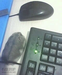 有的仓鼠最喜欢趴在键盘旁边装鼠标……