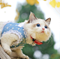 #布偶猫# #喵星人# #萌#