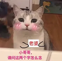 小哥哥，请问这两个字怎么念（老婆） - 一波萌猫表情包，日常吸猫任务达成_猫_喵星人_萌萌哒表情