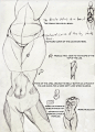 Skecchi Anatomy Tips: Torsoage by *Ecchi-Senshi on deviantART
