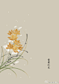#365天生日花# 2月15日 生日花：黄番红花（Stellaria flowers），花语：热情（Ardent Love）
