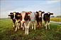 西澳大利亚牧场照片 奶牛