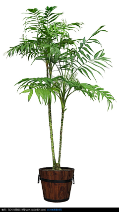 四块原味采集到植物