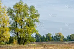 叶子,秋天,水平画幅,无人,户外,明亮,俄罗斯,田地,十月,季节