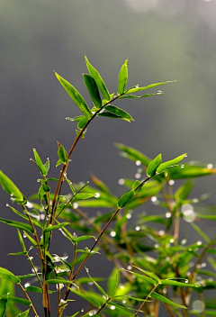 A阿L乐E采集到植物