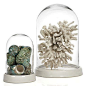 Showcase gathered shells and decorative coral in new white Glass Bell Jar, $29.95 - $59.95: