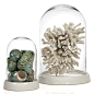 Showcase gathered shells and decorative coral in new white Glass Bell Jar, $29.95 - $59.95: 