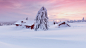 早晨,雪,树,房子,冬天风景桌面壁纸