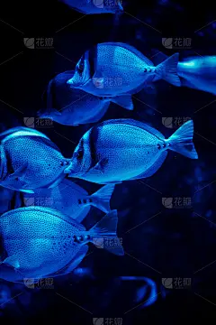 一群黄鳍鱼外科医生在一个有蓝色灯光的水族箱里游泳。