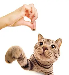 点击来源直接获取大图文件 |可爱有趣的小猫在讨食。 
