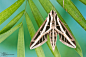 Banded Sphinx Moth - Eumorpha fasciatus by ColinHuttonPhoto on deviantART