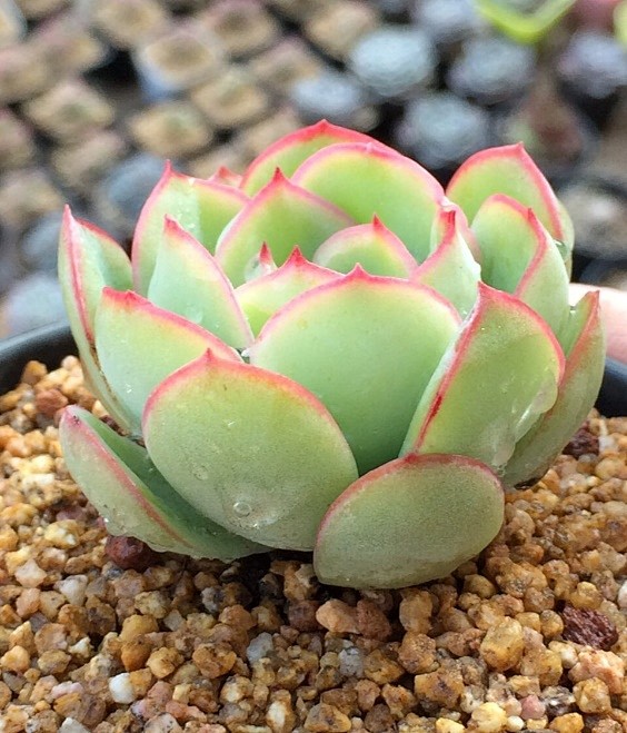 多肉时光园艺正版晨露