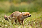 Shakin' Fox by Roeselien Raimond on 500px