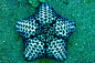 Cushion Star