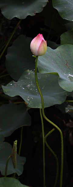 逍雨采集到唯美 意境 诗意