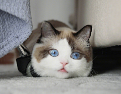 愿君采集到猫