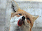 Love foxes