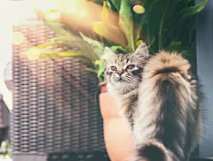点击来源直接获取大图文件 |阳台上年轻蓬松的猫，看着相机。西伯利亚猫的生活方式